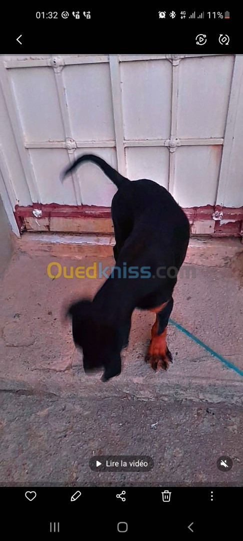 Chiot rottweiler 