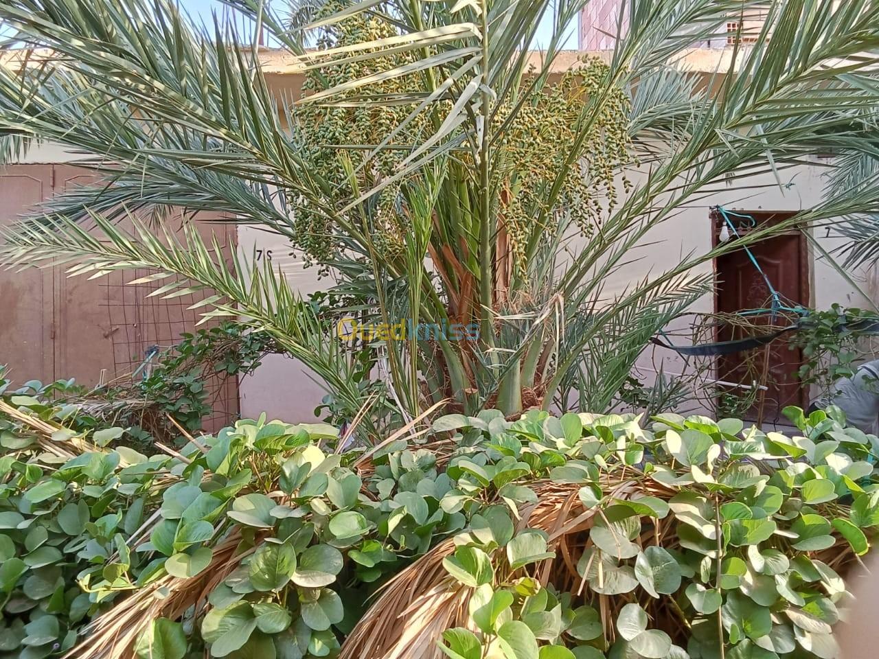 Vente Appartement F3 Ouargla Rouissat