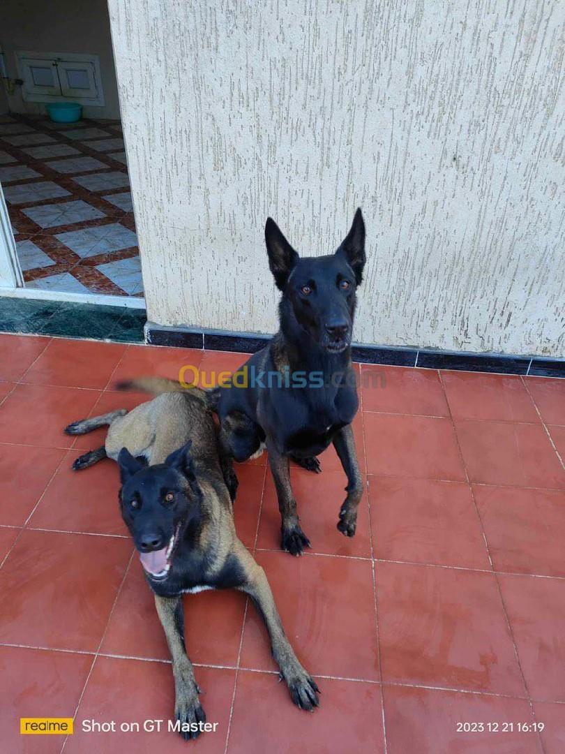 Malinois charbonné female très adorable 