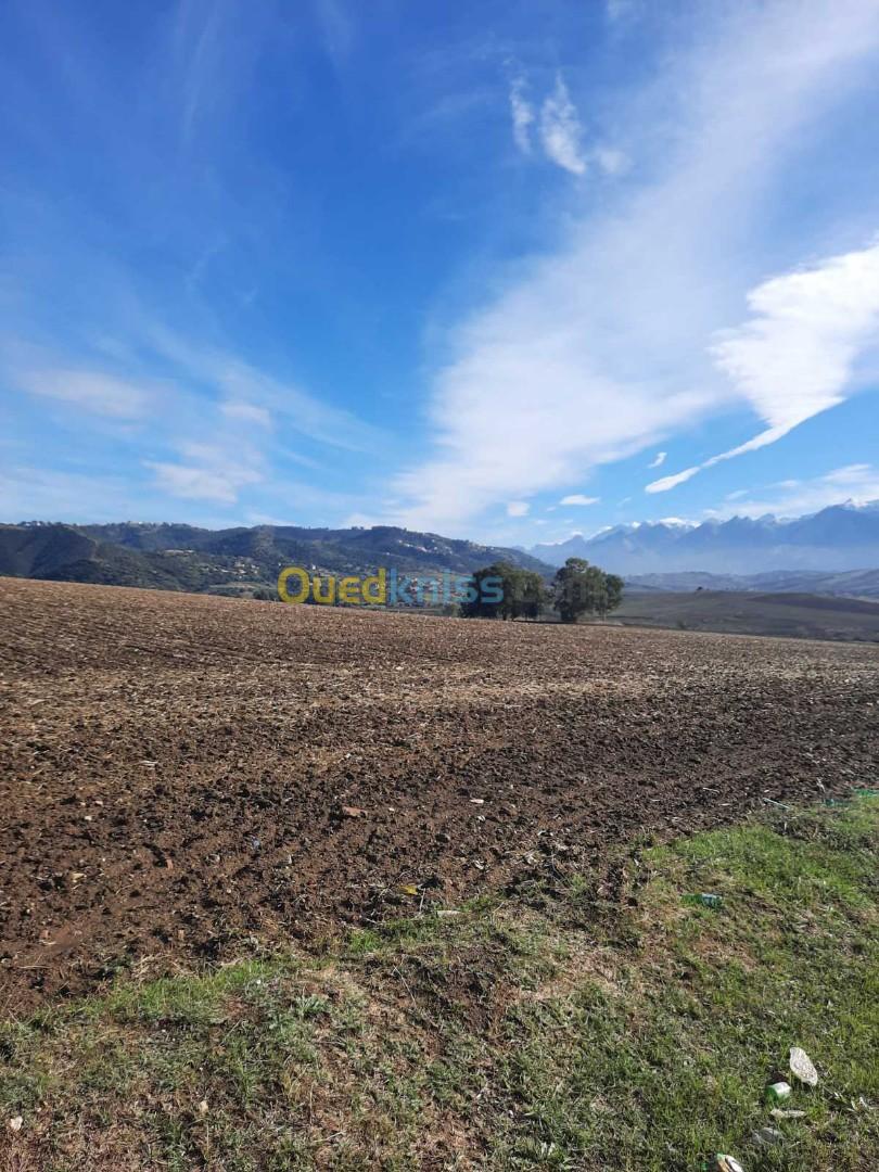 Vente Terrain Agricole Tizi ouzou Ain zaouia