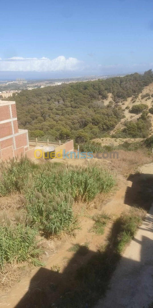 Vente Terrain Alger Zeralda