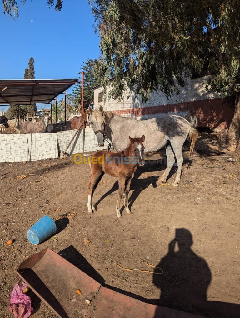 2 chevaux ( females ) barbe arabe 