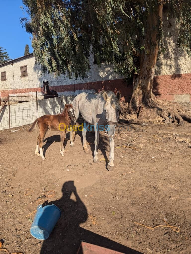 2 chevaux ( females ) barbe arabe 