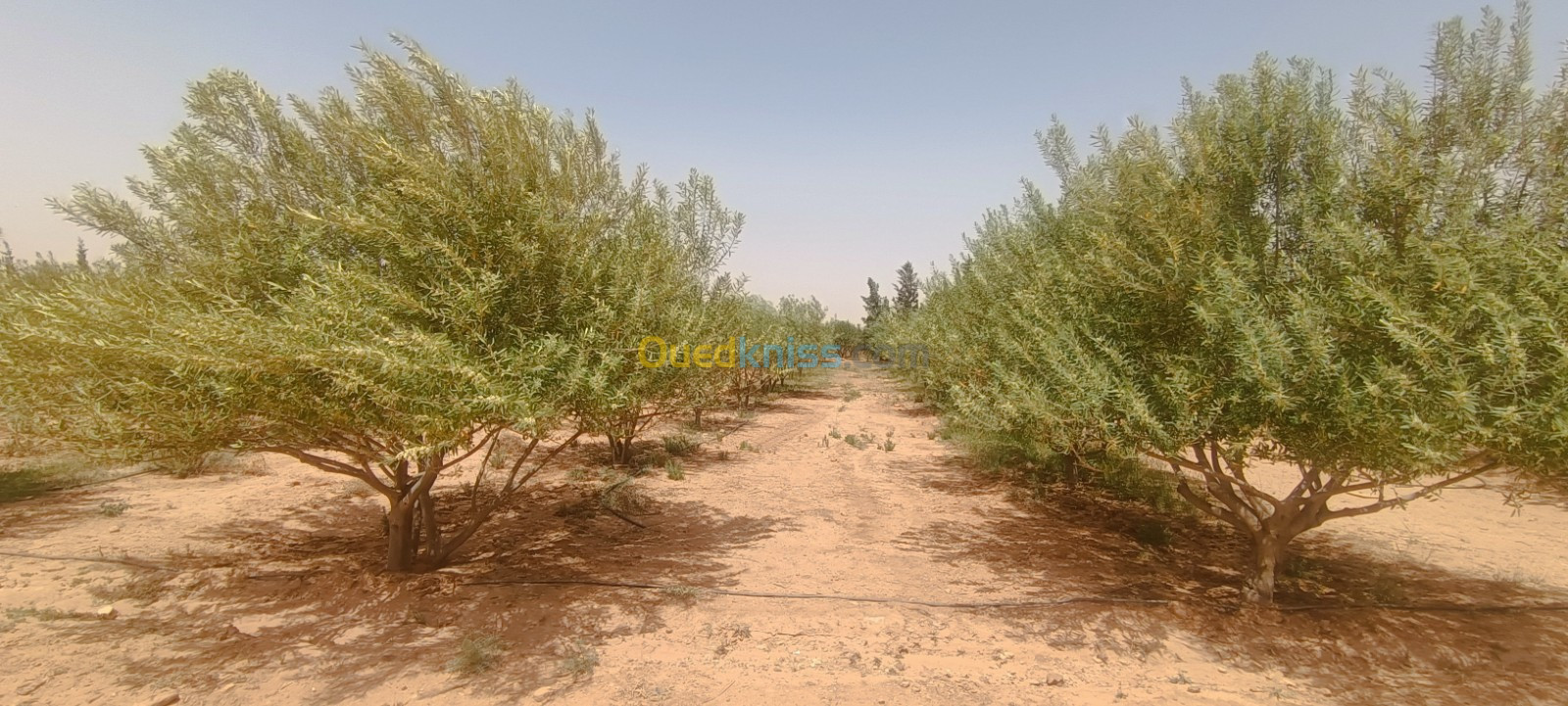 Vente Terrain Agricole Laghouat Sidi makhlouf