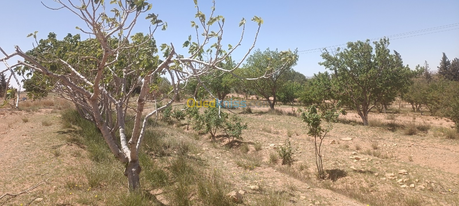 Sell Land Laghouat Sidi makhlouf