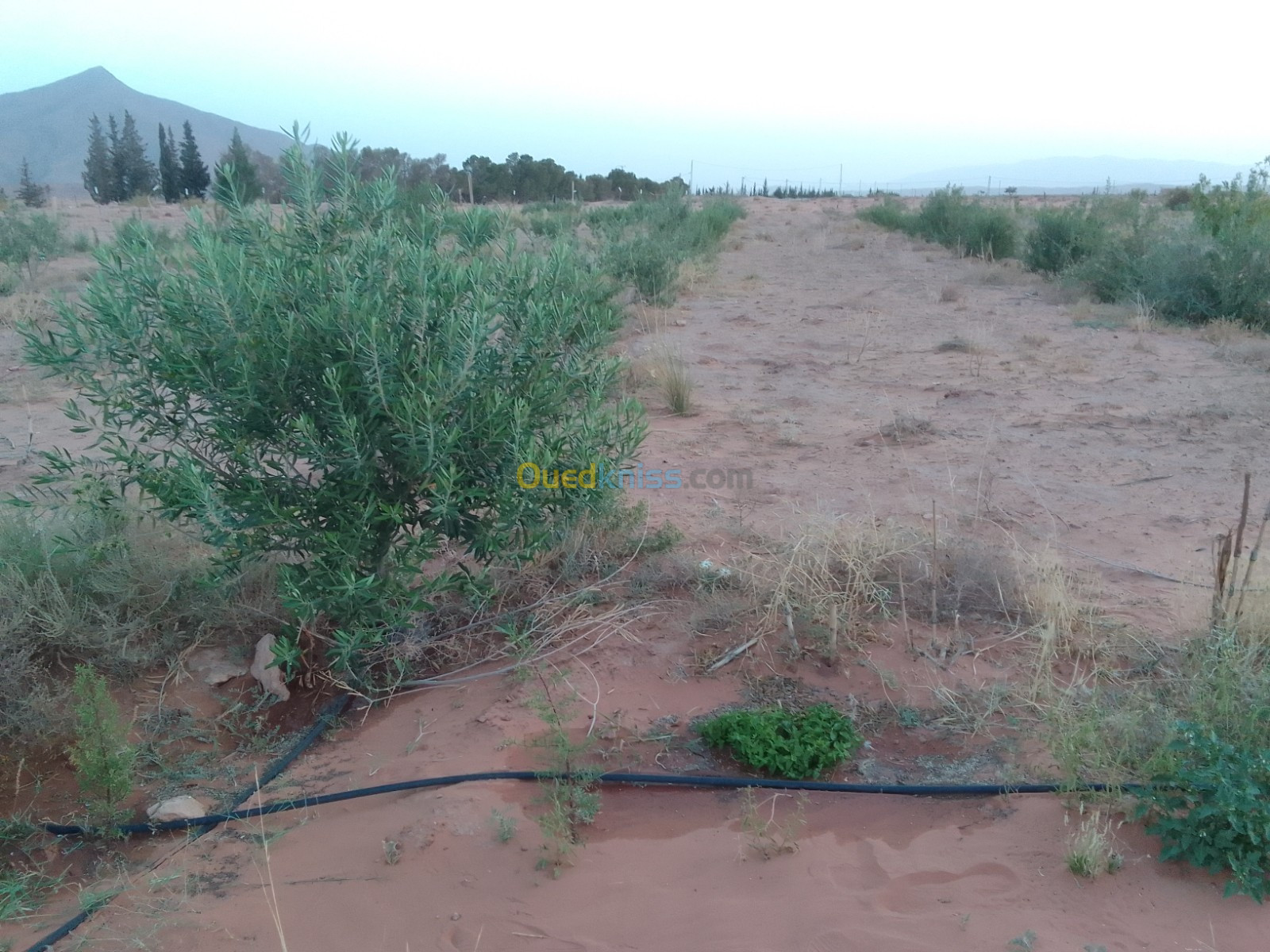 Vente Terrain Agricole El bayadh Chellala