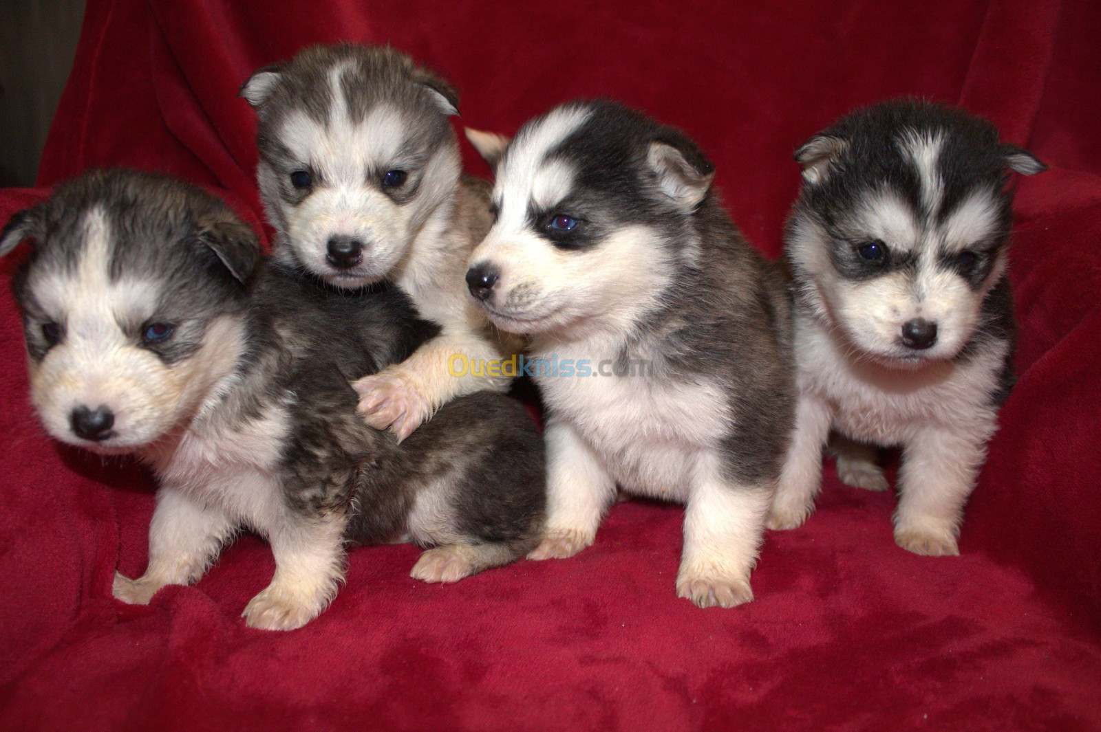 Chiots Husky pure - 1 mois