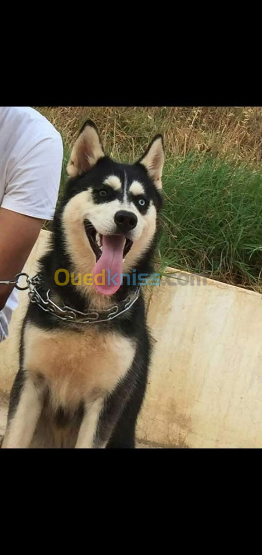 Couplé  husky  sibérien 