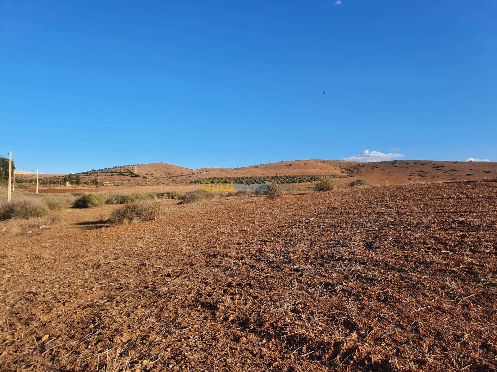 Vente Terrain Agricole Mascara El ghomri