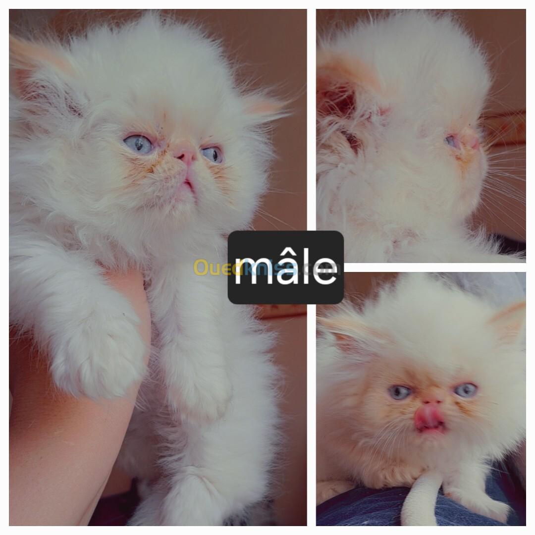 Himalayen peke face