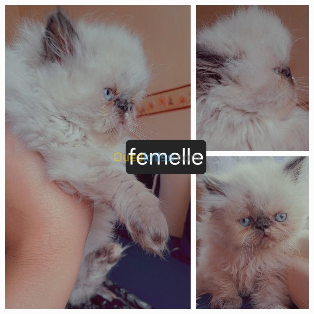 Himalayen peke face