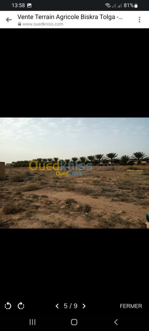 Vente Terrain Biskra Tolga