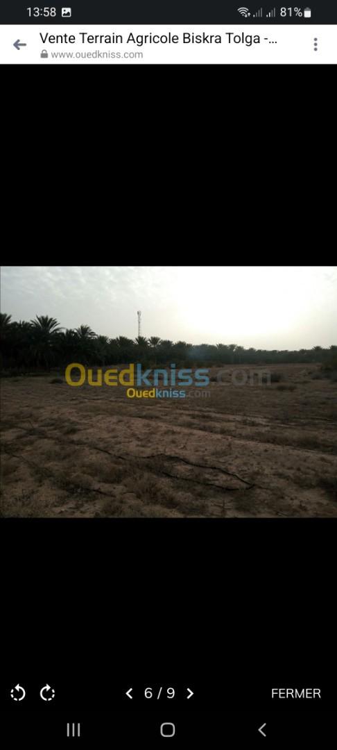 Vente Terrain Biskra Tolga