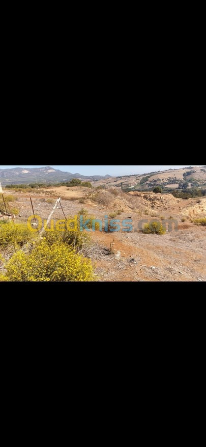 Vente Terrain Tipaza Sidi amar