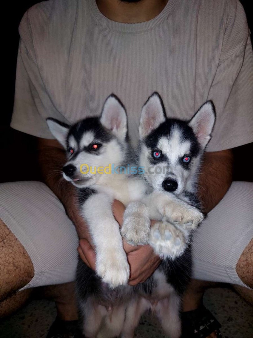 Chiot husky 55jours