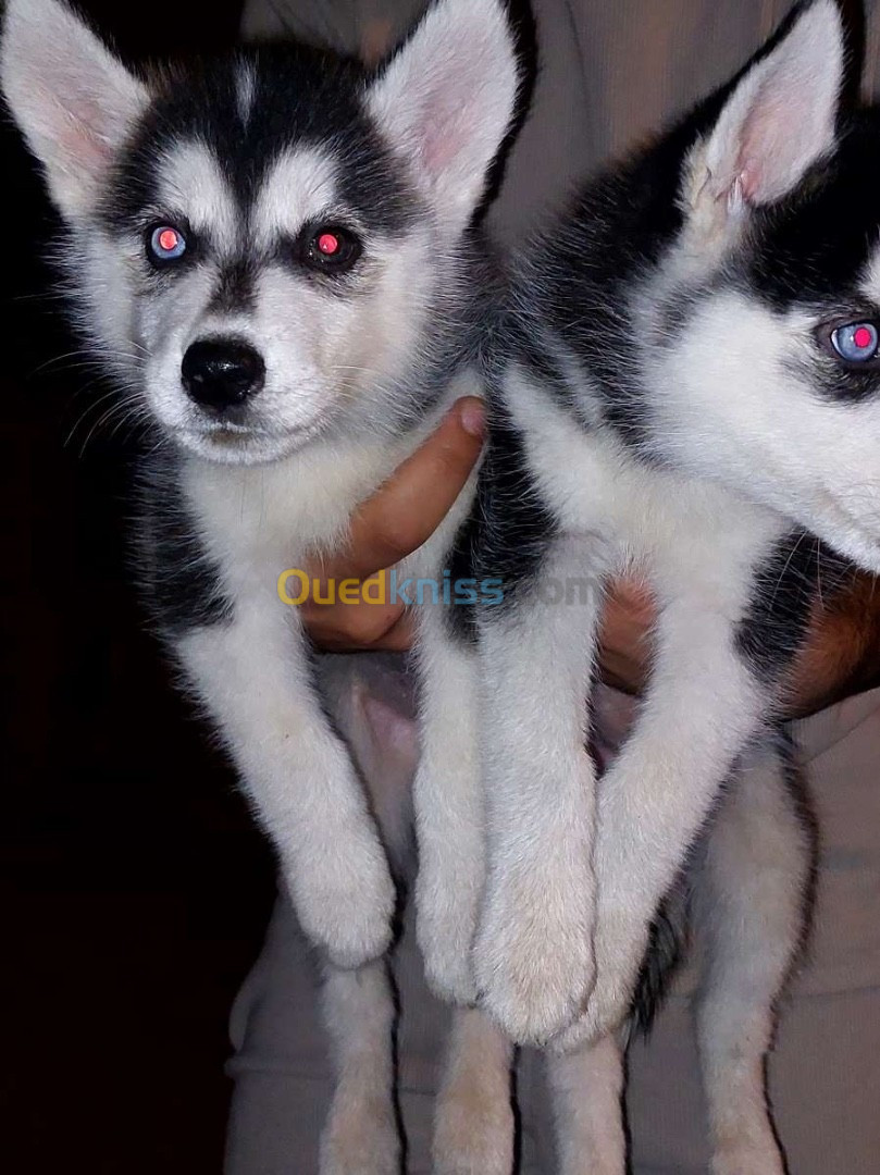 Chiot husky 55jours