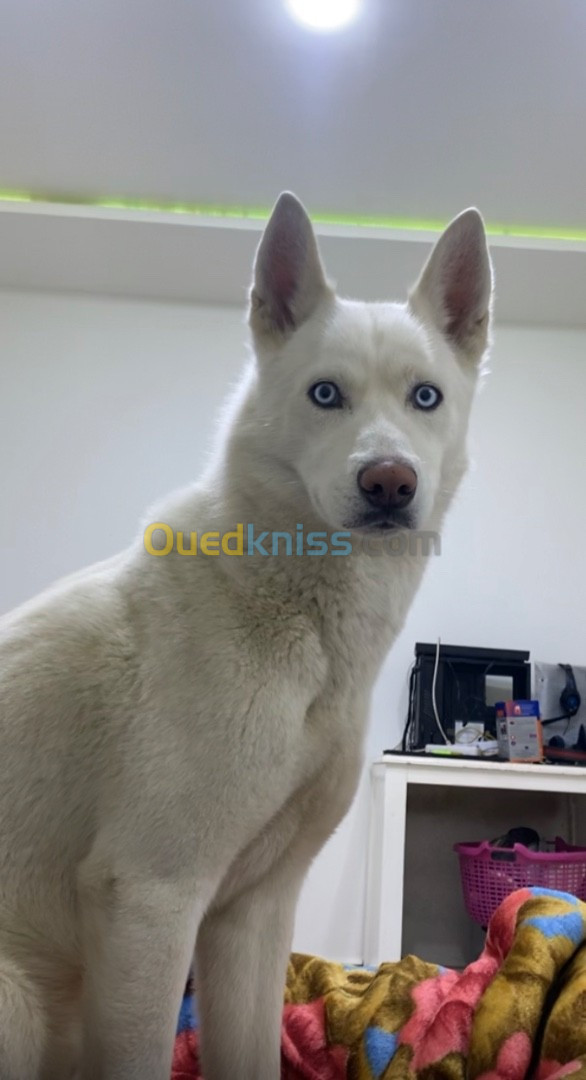 Chiot husky 55jours