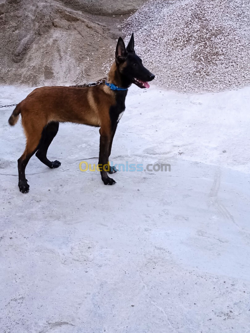 Femelle malinois charbonnier 