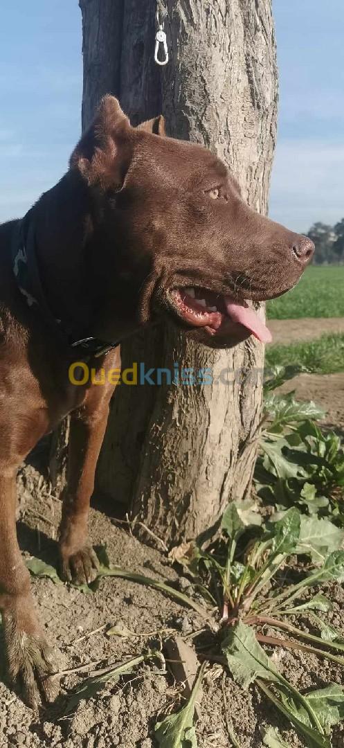 Femelle CANE CORSO 