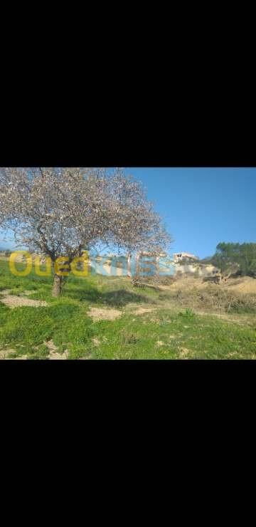 Vente Terrain Tlemcen Ghazaouet