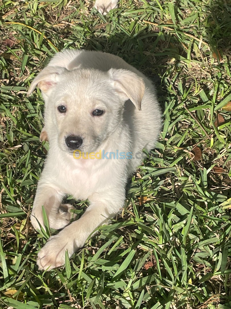 Vente de chiots Labrador