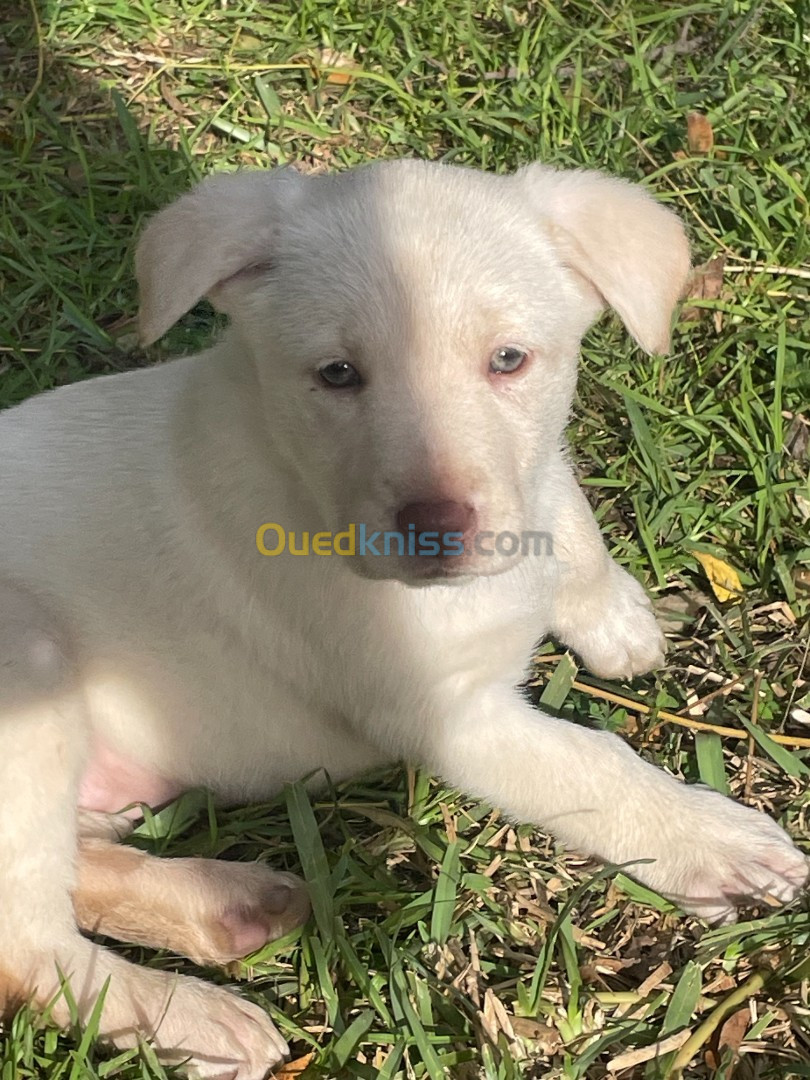 Vente de chiots Labrador