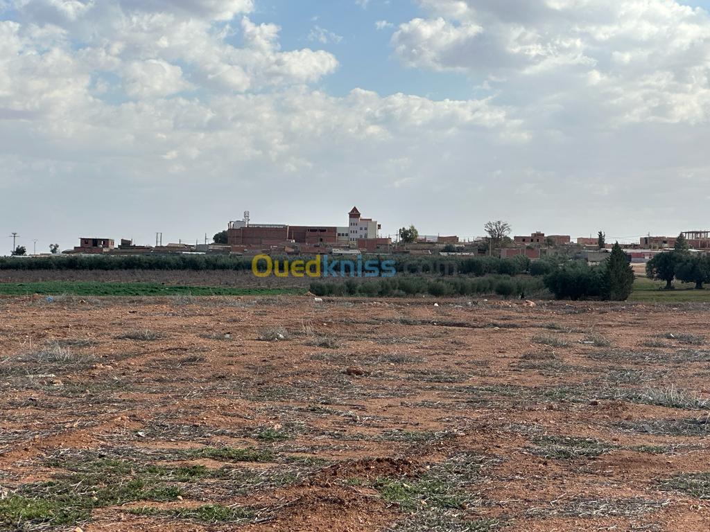 Vente Terrain Sidi Bel Abbès Amarnas