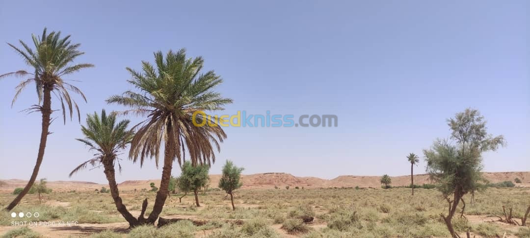 Vente Terrain Agricole El bayadh Ghassoul