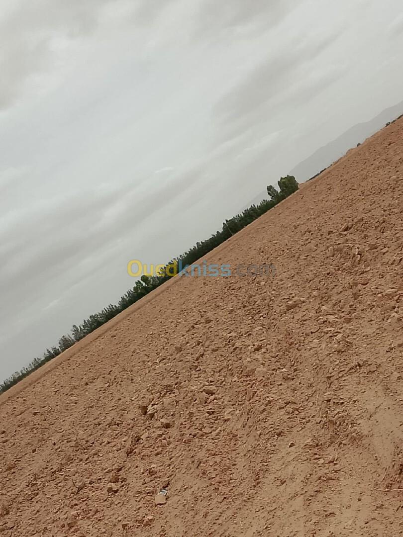 Vente Terrain Agricole Djelfa Bouira lahdab