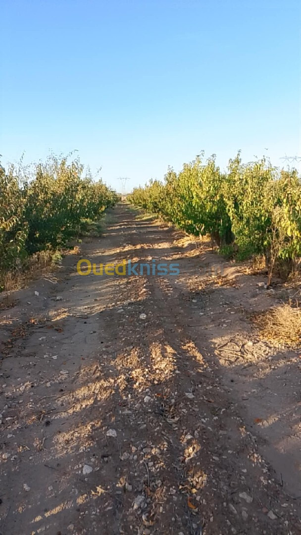 Vente Terrain Agricole Djelfa Benhar