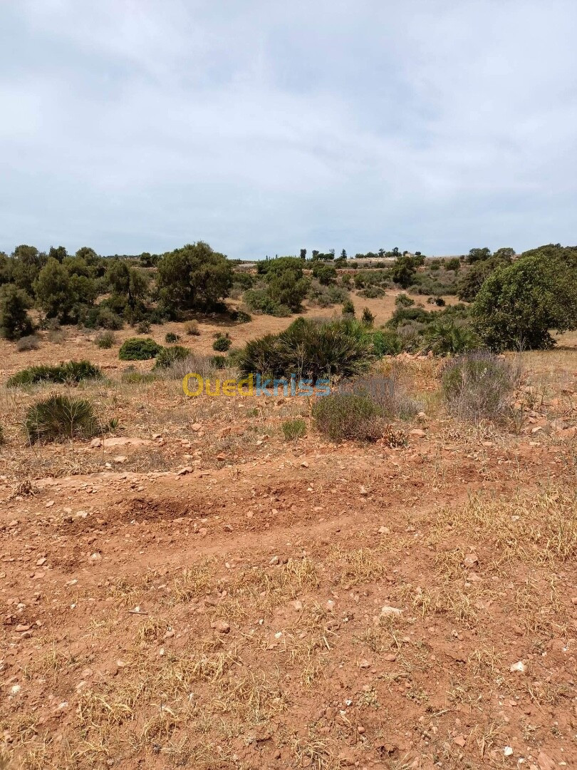 Vente Terrain Agricole Oran Boutlelis