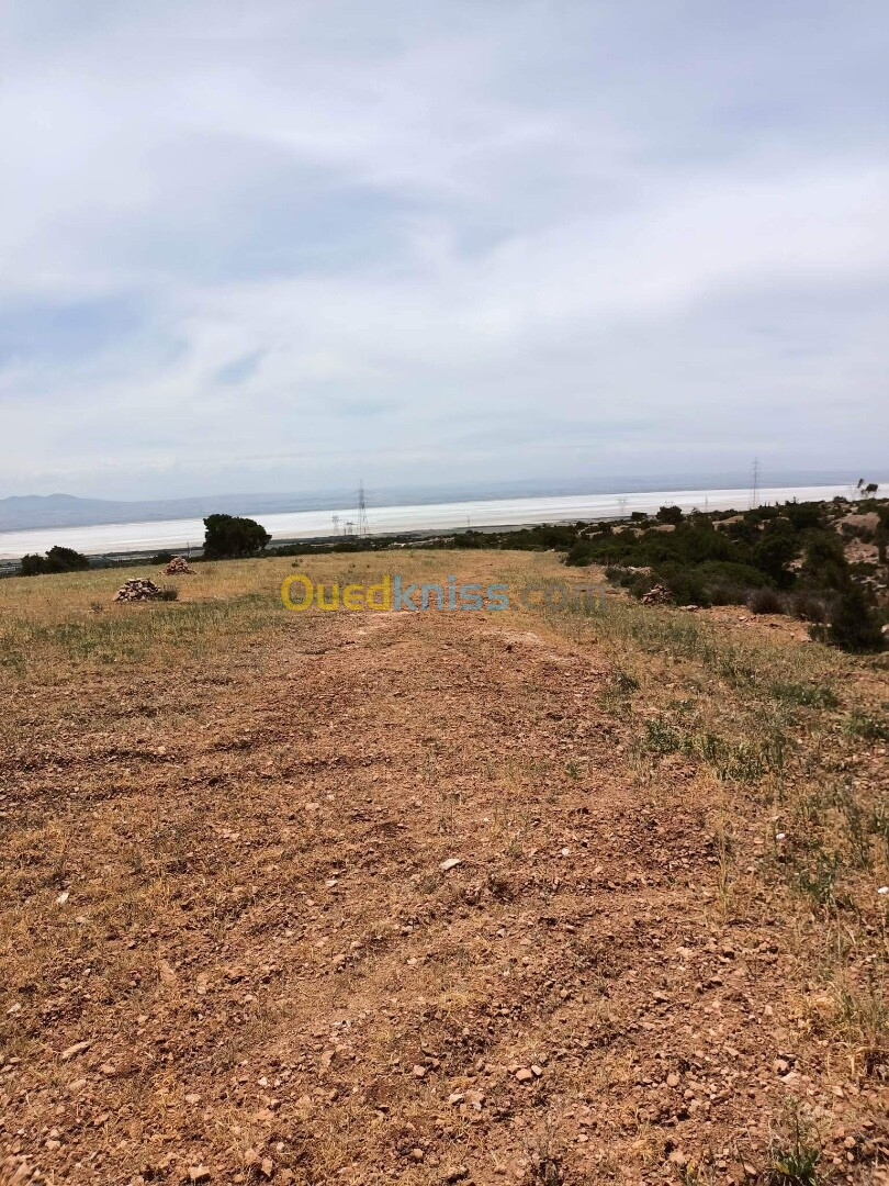 Vente Terrain Agricole Oran Boutlelis