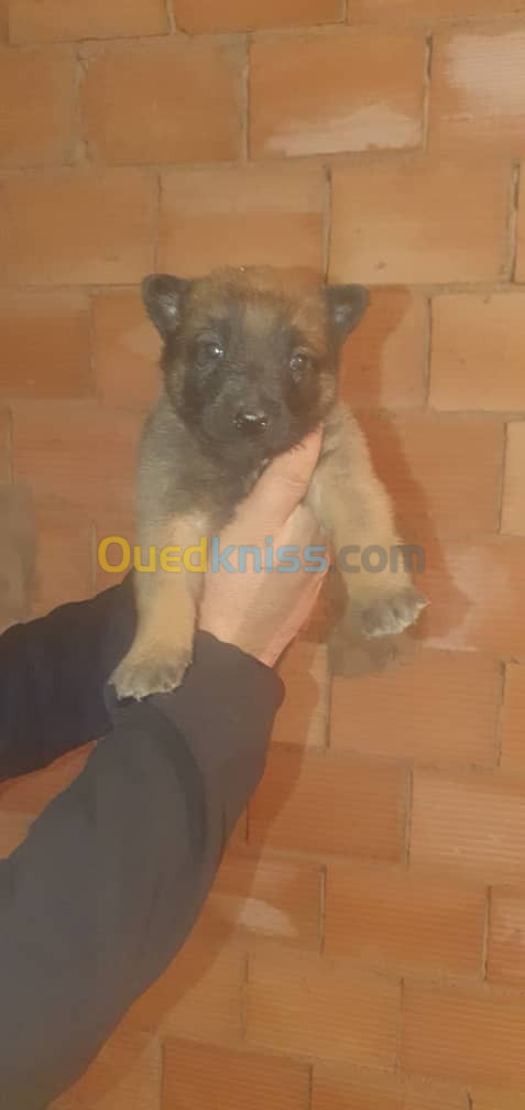 Chiots malinois 