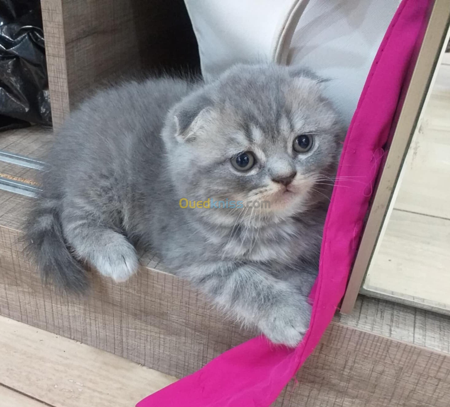 Chat scottish fold