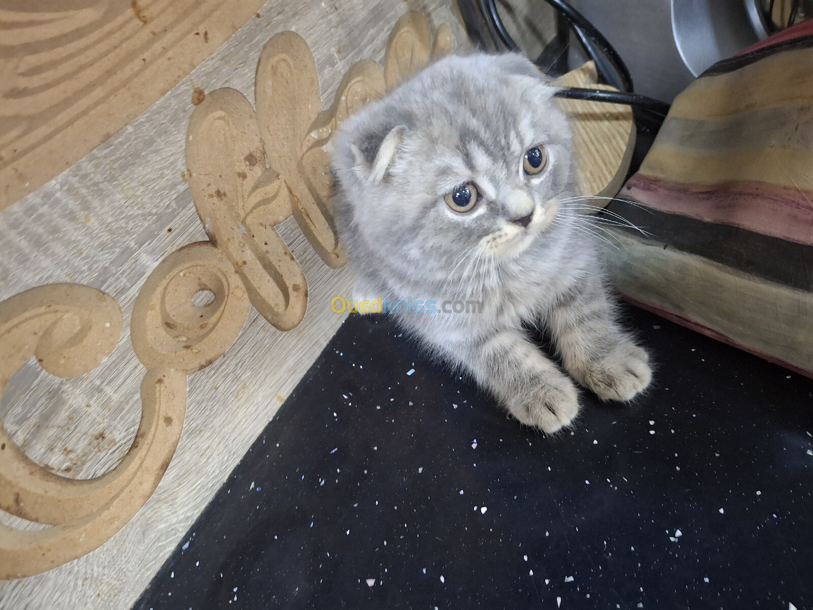 Chat scottish fold