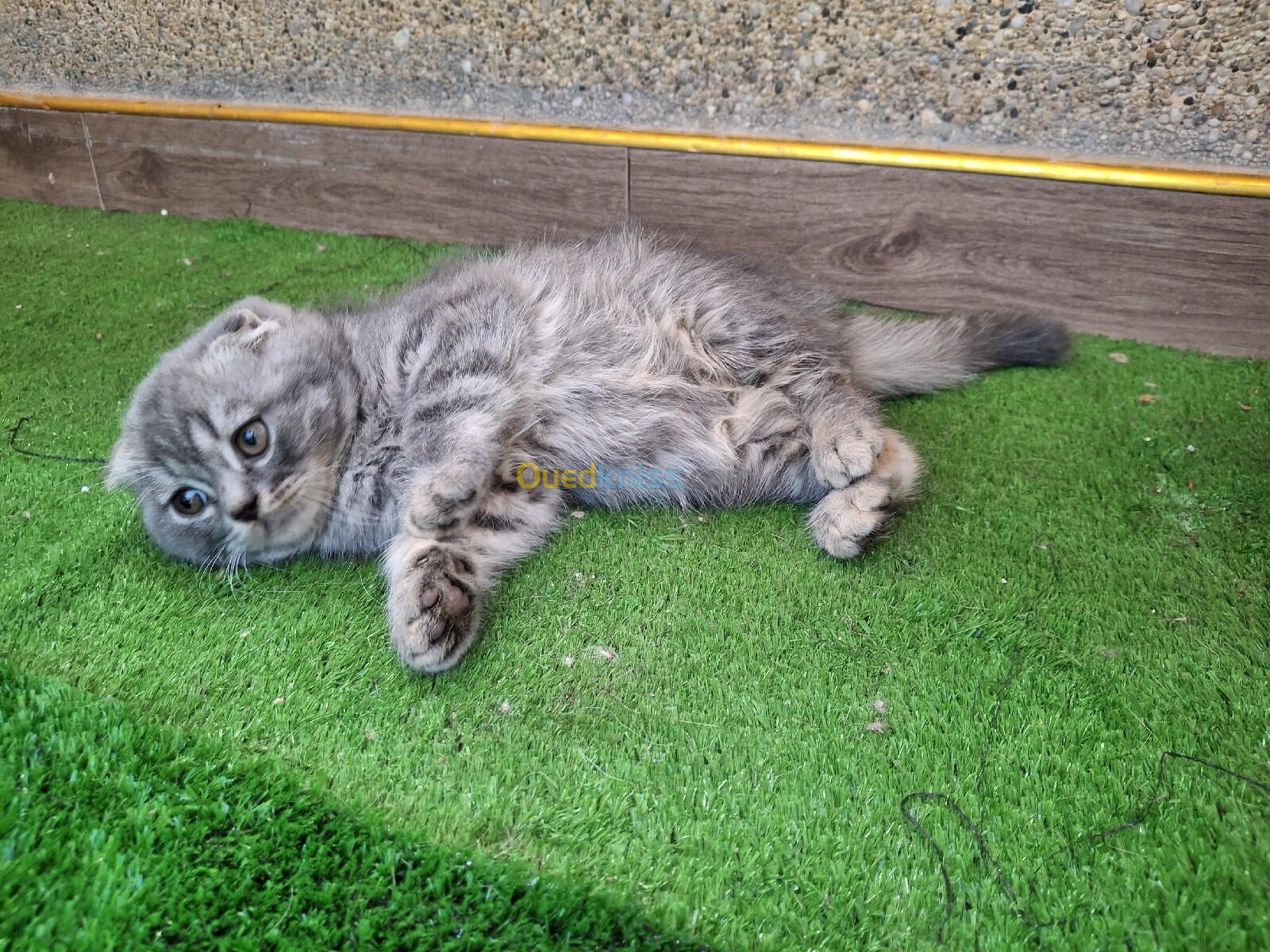 Chat scottish fold male pure 