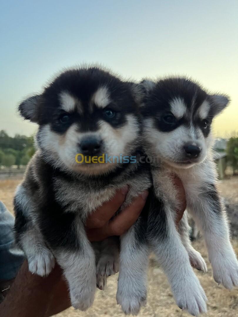 Chiots husky