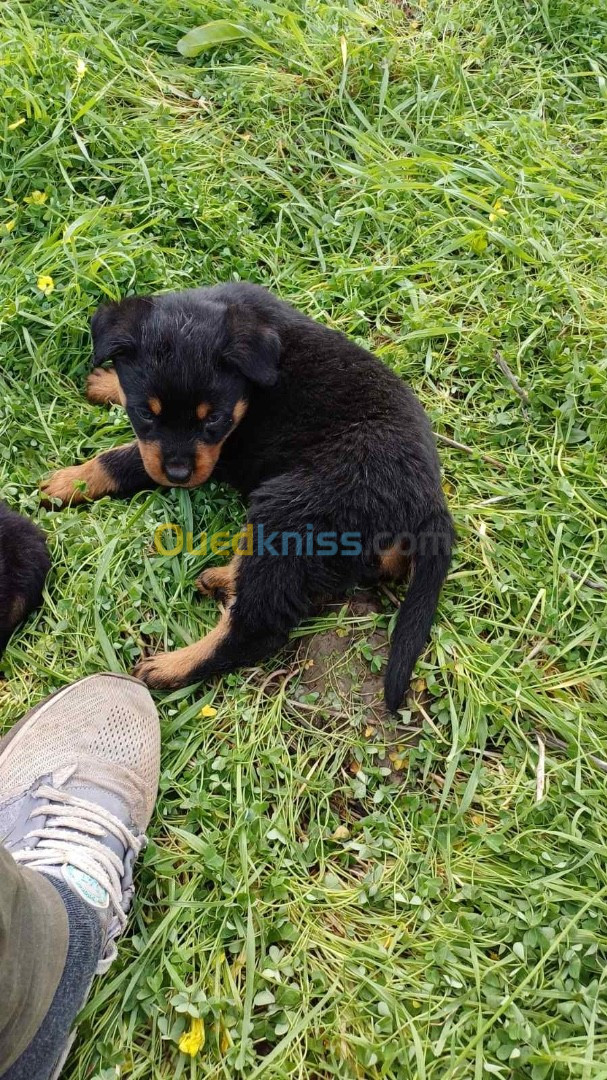 Chiots rottweiler