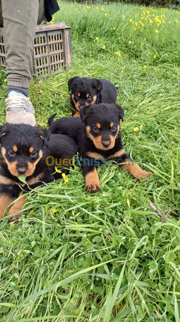 Chiots rottweiler