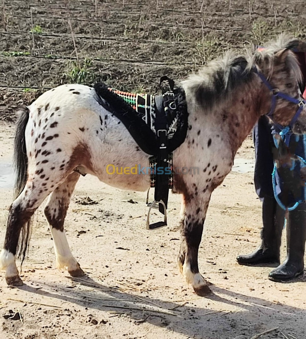 Selle à cru cheval / poney 