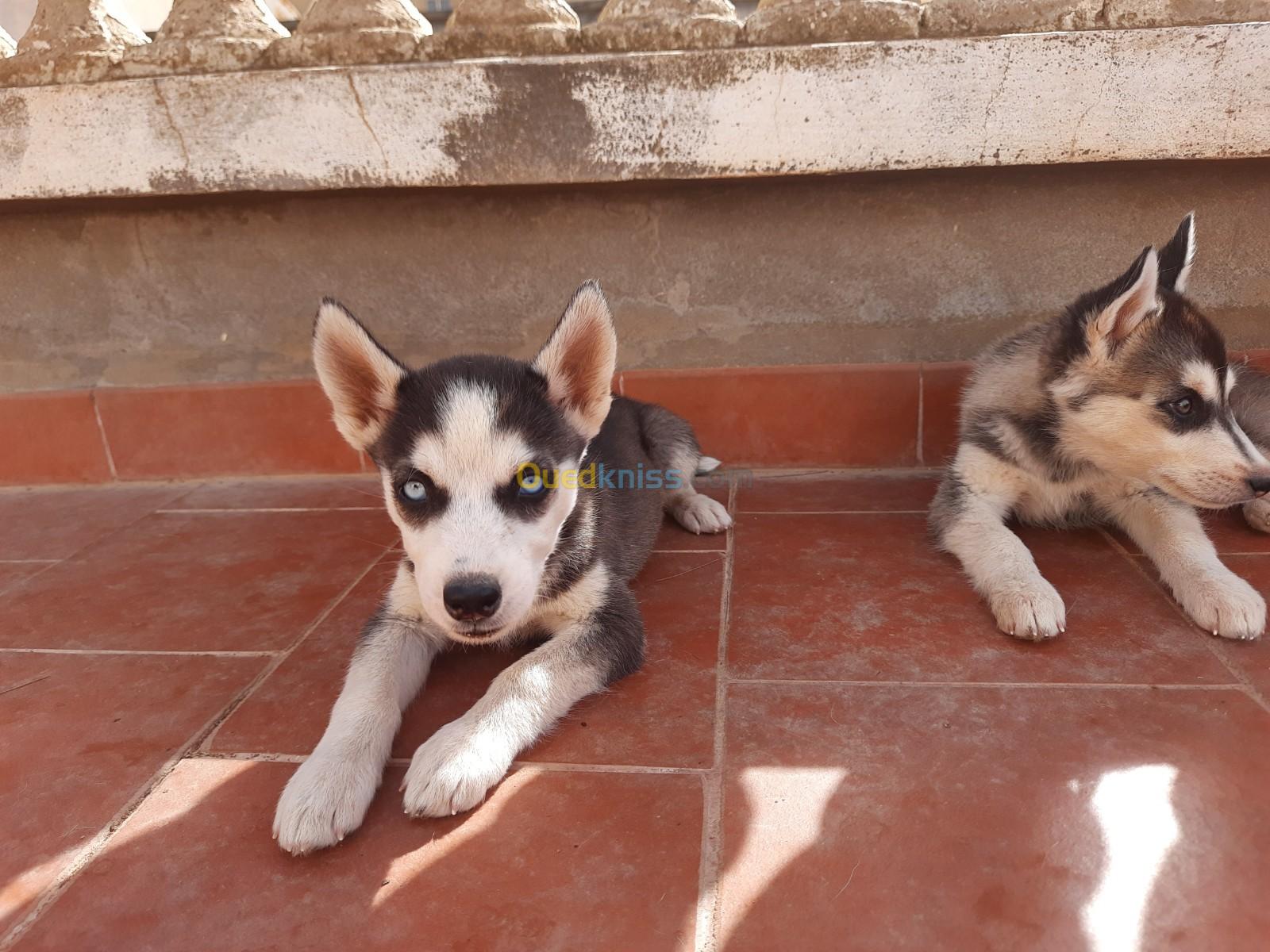 Chiot husky