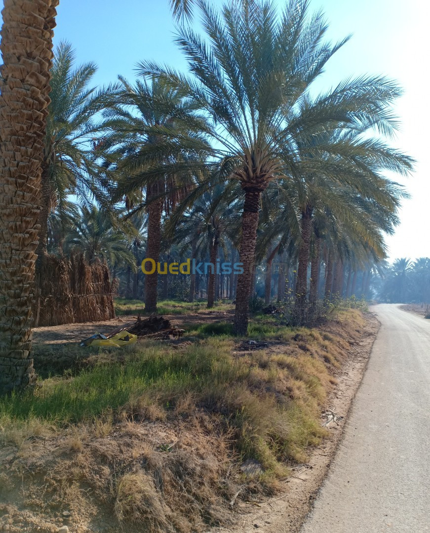 Vente Terrain Agricole Biskra El ghrous