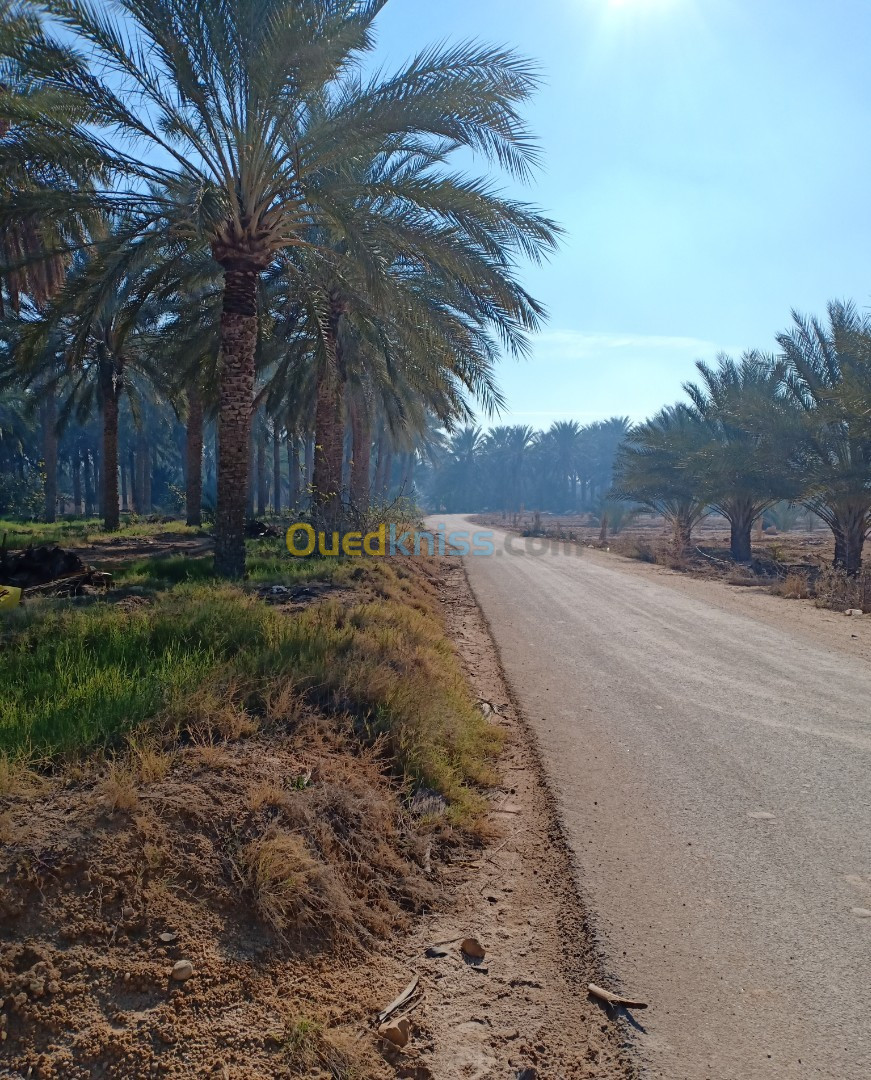 Vente Terrain Agricole Biskra El ghrous