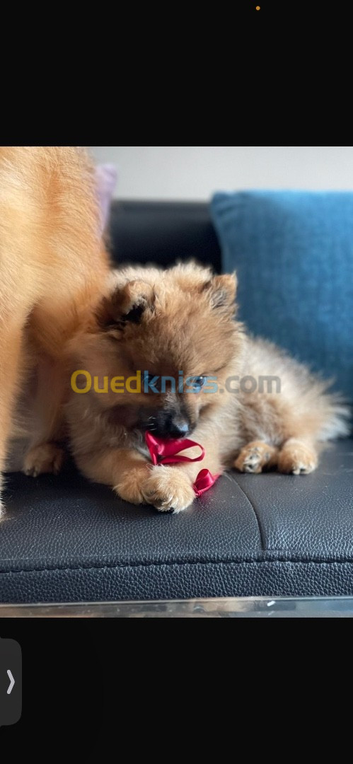 Chien spitz allemand 