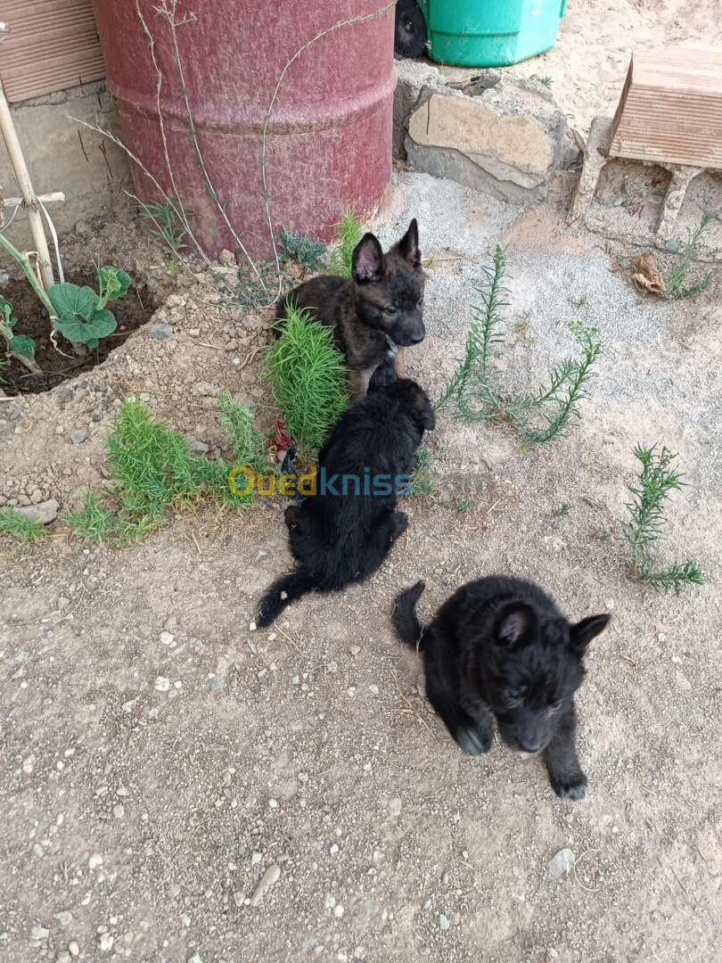 Femelle malinois et ses trois chiots 