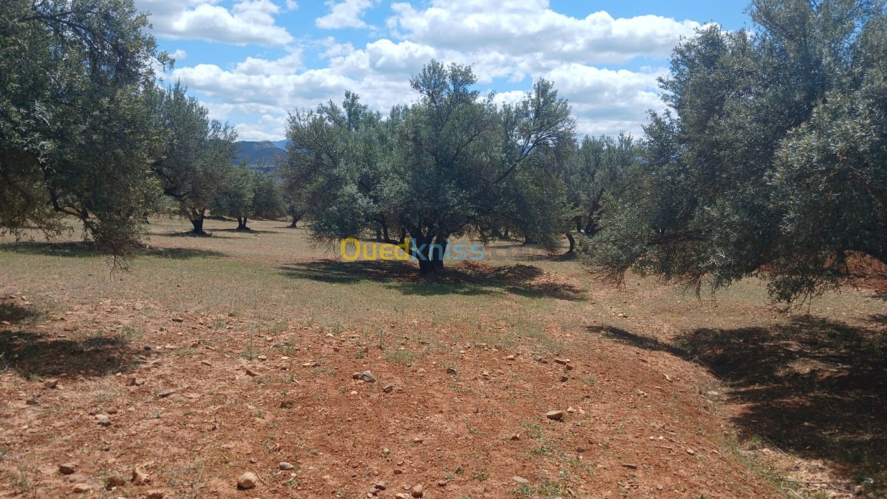 Vente Terrain Agricole Bouira El adjiba