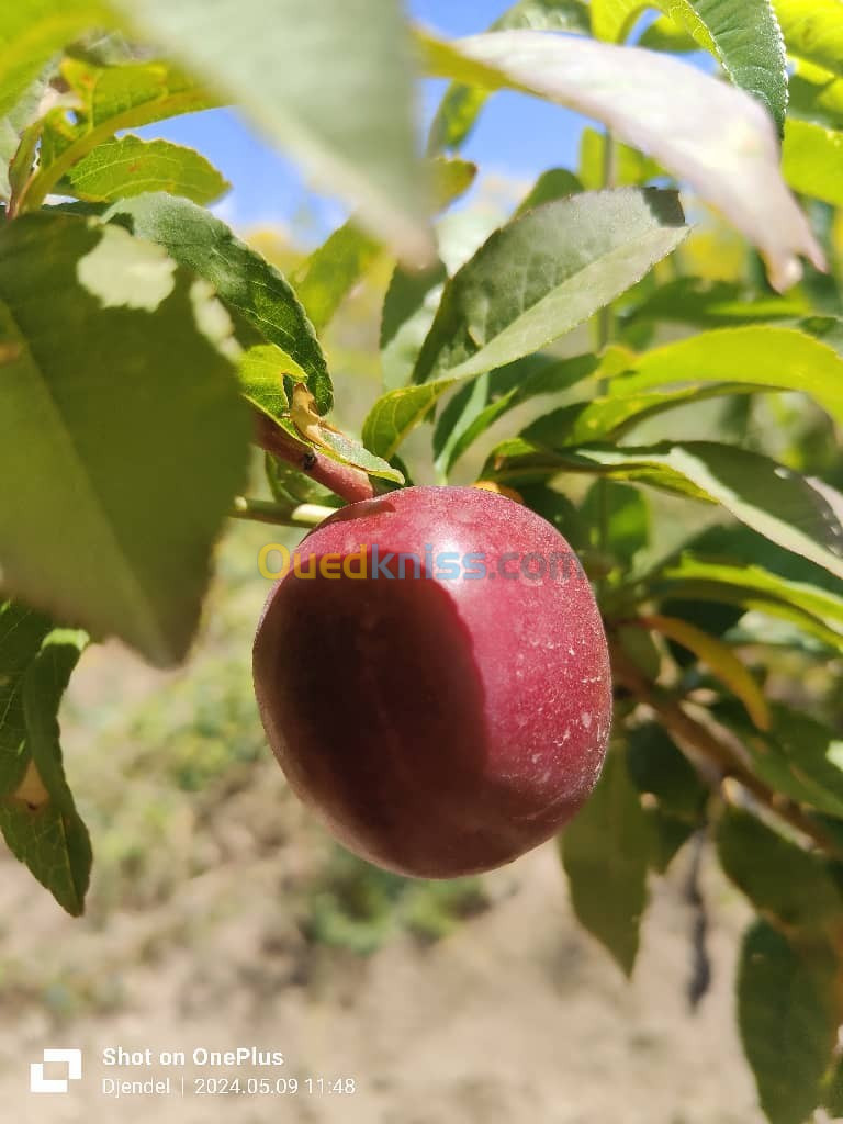 Vente Terrain Agricole Aïn Defla Djendel