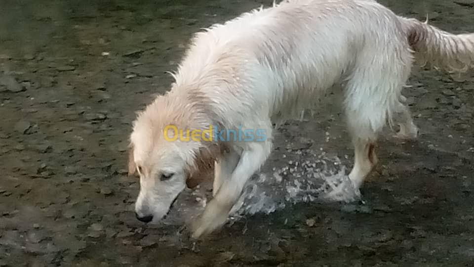 Femelle golden retriever 