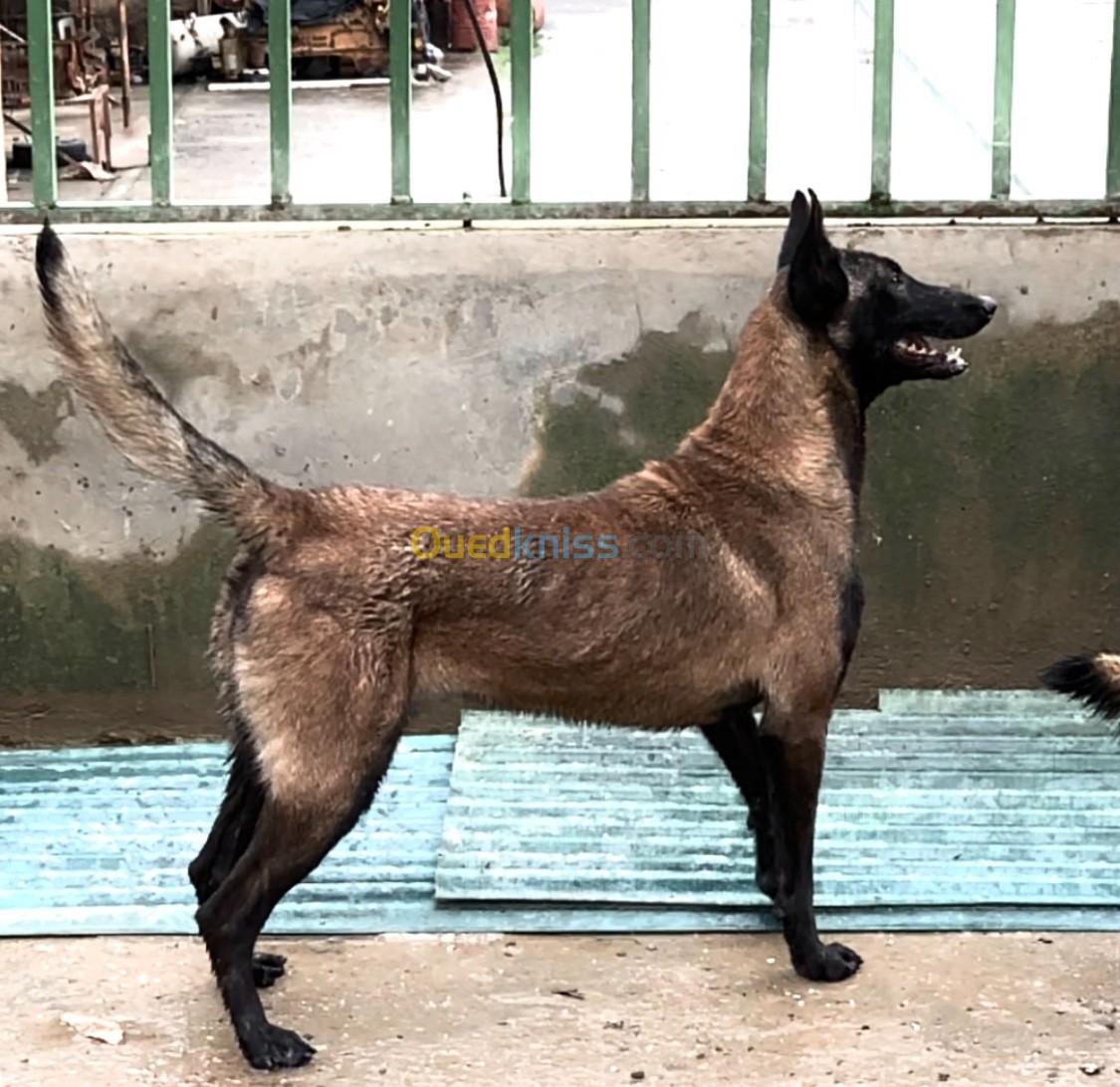 malinois masque noir femelle 