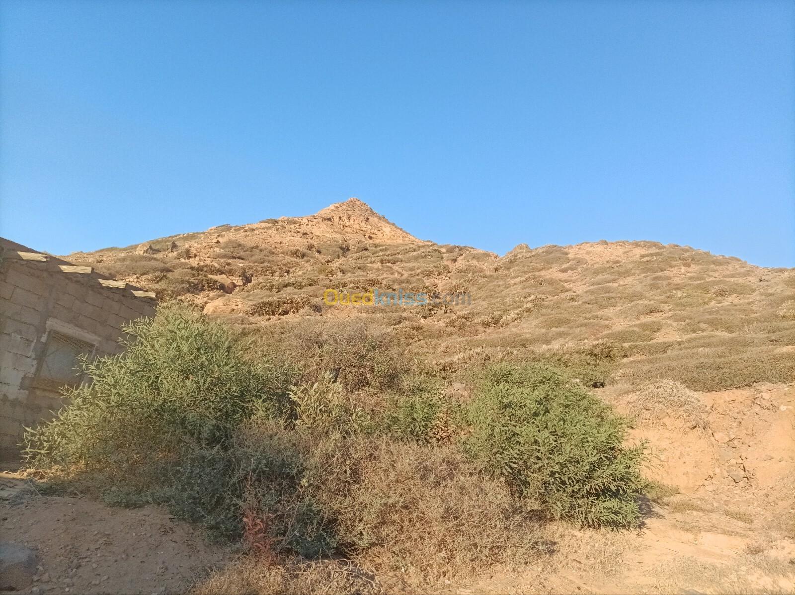 Vente Terrain Aïn Témouchent Oulhaca el gheraba